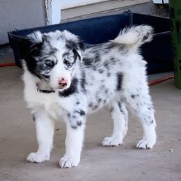 Border Collie Puppies from Shill Border Collies