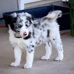 Border Collie Puppies from Shill Border Collies