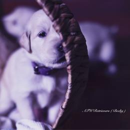 Becky (Placement 3) - Light golden female Golden Retriever puppy in Murfreesboro, Tennessee from ATW Retrievers