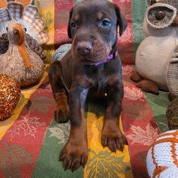 Violet - Red and rust female Doberman Pinscher puppy in Anderson, Indiana from Legendary Kennels