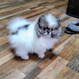 Pomeranian Puppies from Royal Palace Pomeranians
