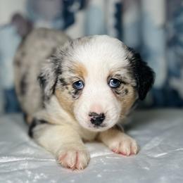 Bruno - Blue merle male Miniature Australian Shepherd puppy in Visalia, California from Furrever.Mini.Aussies.llc