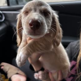 Dachshund Puppies from MI Dachshunds