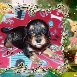 Dachshund Puppies from Dawn's Dachshunds