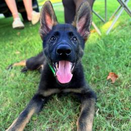 Sylo Von Schwarzen Herz - Sable male German Shepherd puppy in Beech Grove, Arkansas from Ze Zadnich lesu