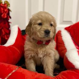Dancer - Dark golden female Golden Retriever puppy in Seville, Ohio from Retriever Ranch