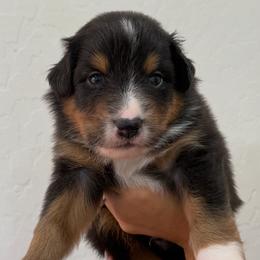 Red - Black tri-color male Australian Shepherd puppy in Gilbert, Arizona from Saltair Australian Shepherds
