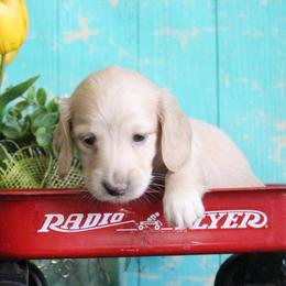 Blair - Cream female Dachshund puppy in Pace, Florida from Shoebox Doxie’s