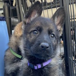 Purple collar female - Sable female German Shepherd puppy in Pahrump, Nevada from Wachhund Kennels
