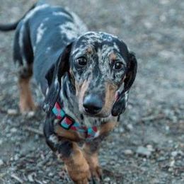 Luke - Dachshund