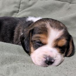 Purple Collar Girl - Black tan and white female Beagle puppy in High Point, Ohio from Copper Sky Beagles
