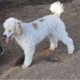 Dolly - Poodle