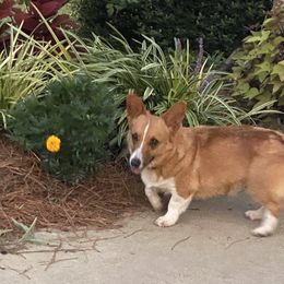 Poppy - Pembroke Welsh Corgi