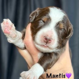 Mantis - female Australian Mountain Doodle puppy in Cortez, Colorado from Sassy Pants Pups