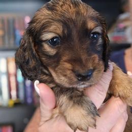 Shaded cream or red brindle pending test - Cream male Dachshund puppy in Port Charlotte, Florida from Vicki's Dachshund Crossing
