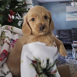 Romeo - Cream male Dachshund puppy in Willcox, Arizona from Tootsie's Tiny Toes
