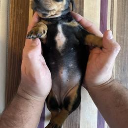 Dachshund Puppies from Hursh’s Hounds