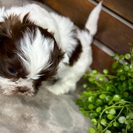 Baby Jasper - Liver and white male Shih Tzu puppy in Lake City, Florida from Tiger Valley Shih Tzus