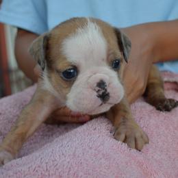 Falcon - Fawn and brindle male Bulldog puppy in Clarinda, Iowa from Stimson Bulldogs