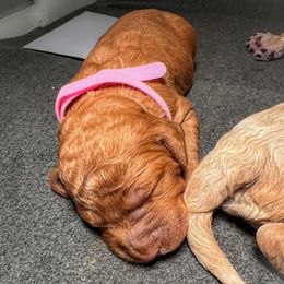 Bliss - Medium - Red  female Goldendoodle puppy in Lancaster, California from Kid's Best Doodle