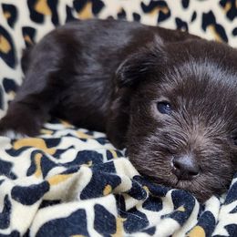 Girl 1 - Liver Miniature Schnauzer puppy in Dearing, Georgia from Milburn Miniature Schnauzers