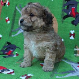 Rudolph (Rudy) - Phantom male Poodle puppy in Greenville, South Carolina from Wendy's House Of Poodles LLC
