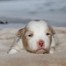 Snoopy-2500 - Red merle female Australian Shepherd puppy in Star City, Arkansas from Circle P Farm Australian Shepherds