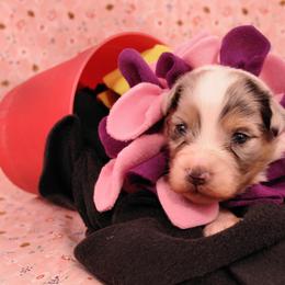 Australian Shepherd Puppies from Dovehawk Australian Shepherds