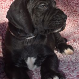 Pink Collar Black Female - Great Dane puppy from Texas Blue Danes