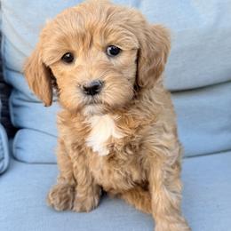 Steve (gray collar) - Apricot male Goldendoodle puppy in Twin Falls, Idaho from Magic Valley Family Doodles