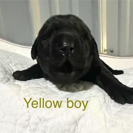 Yellow - Black male Labrador Retriever puppy in Monticello, Georgia from Hollow Meadows Retrievers