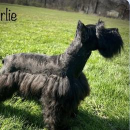 Charlie - Miniature Schnauzer