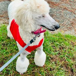 Princess - Poodle
