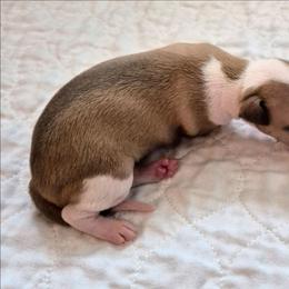 Cinqo - Tuncap's Miss Statement - Fawn female Italian Greyhound puppy in Porter, Texas from Tuncap's Italian Greyhounds