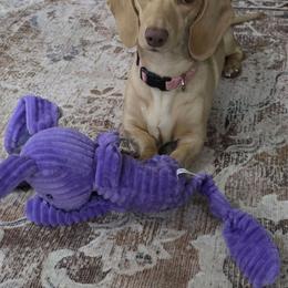 Zoey - Dachshund