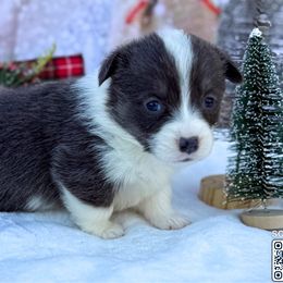 Betty Blue - Blue female Pembroke Welsh Corgi puppy in Nashville, Arkansas from Whisenhunt Farms