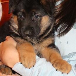 Boy 2 - Black and red male German Shepherd puppy in Claysville, Pennsylvania from Von Kunstlerisch