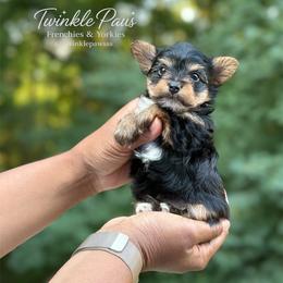 AKC Leo - Black and tan male Yorkshire Terrier puppy in Powder Springs, Georgia from Twinkle Paws Frenchies and Yorkies