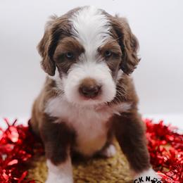Daphne Bridgerton - Brown and white female Sheepadoodle puppy in Edmond, Oklahoma from Rock N Roll Doodles
