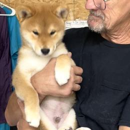 Vin Diesel - Red male Shiba Inu puppy in Milton, Florida from Moonlight Shibas