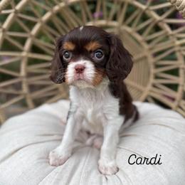 Cardi - Chocolate female Cavalier King Charles Spaniel puppy in Herriman, Utah from Gypsi Doodles & Poodles LLC.