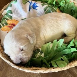 Grey Collar - Light golden female Golden Retriever puppy in Ingleside, Texas from Sweetbay Goldens