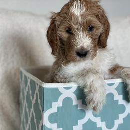 Goldendoodle Puppies from AZ/CO Designer Goldendoodles