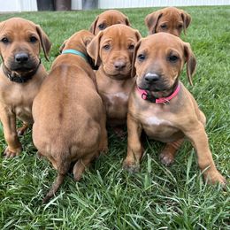 Rhodesian Ridgeback Puppies from River Rock Ridgebacks
