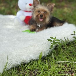 Mickey - Black and tan male Yorkshire Terrier puppy in Naples, Florida from Puppies Forever 💙❤️🐶