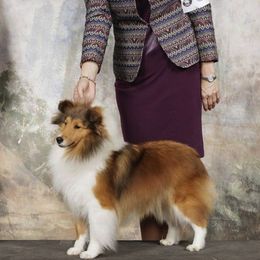 Shetland Sheepdogs from Patriot Shelties (not online)