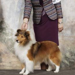 Shetland Sheepdogs from Patriot Shelties (not online)