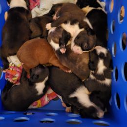 Boston Terrier Puppies from The Christian Bostons