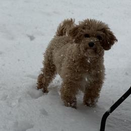 Lucy - Assorted Doodle Crosses