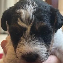 Wire Fox Terriers from Family Pets